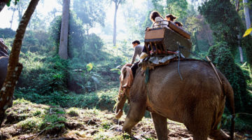 never ride elephant in thailand